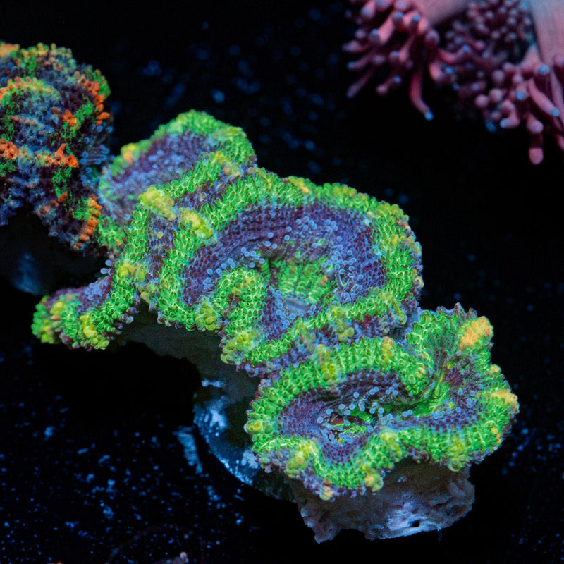 Acan Coral with fleshy polyps in reef aquarium