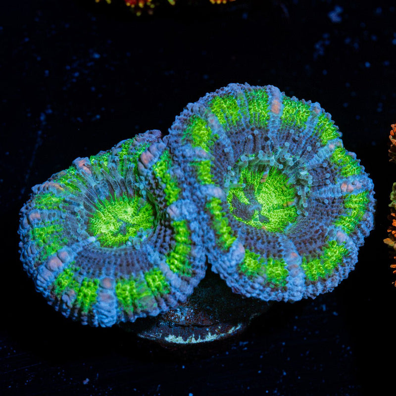 Acan Coral with fleshy polyps in reef aquarium