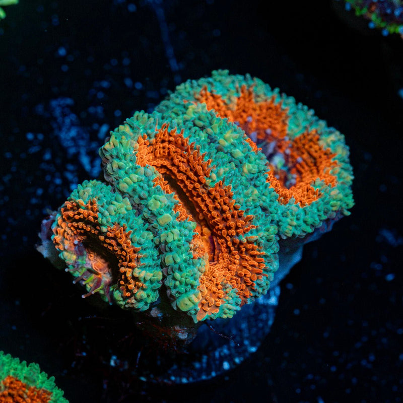 Acan Coral with fleshy polyps in reef aquarium