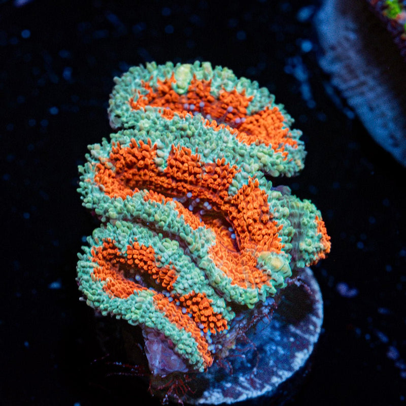 Acan Coral with fleshy polyps in reef aquarium