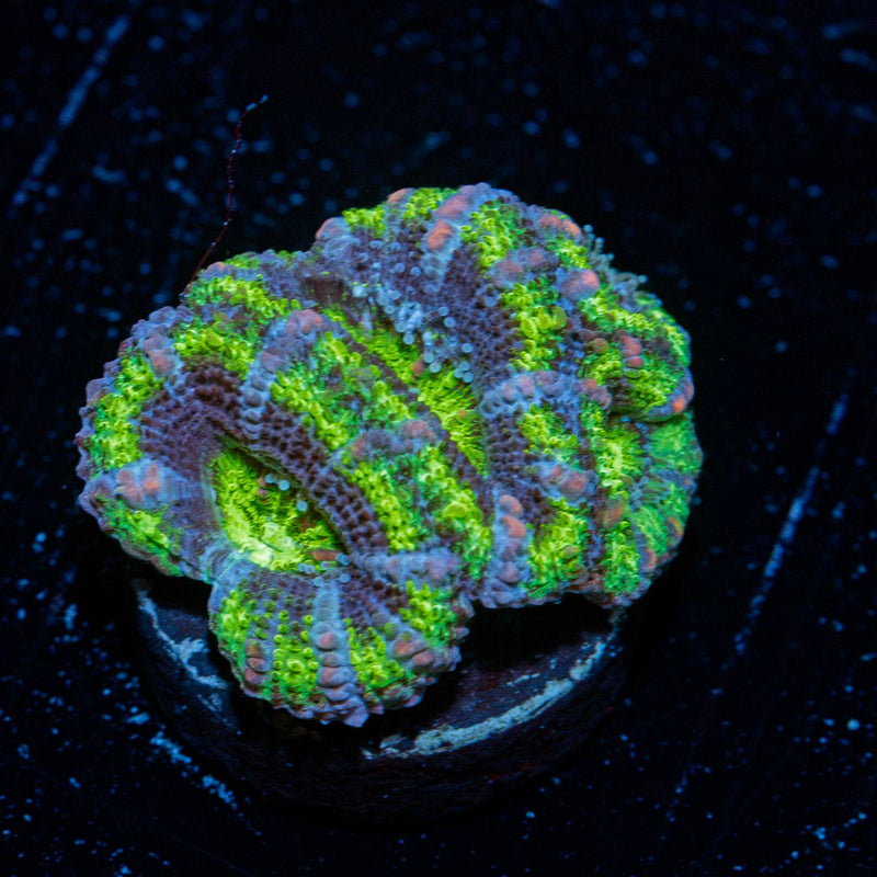 Acan Coral with fleshy polyps in reef aquarium