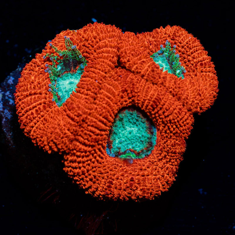 Acan Coral with fleshy polyps in reef aquarium