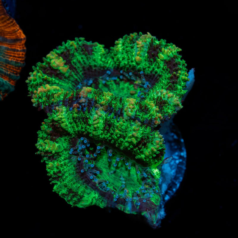 Acan Coral with fleshy polyps in reef aquarium