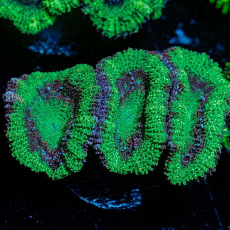 Acan Coral with fleshy polyps in reef aquarium