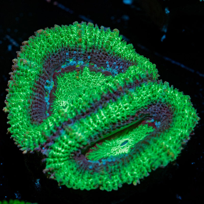 Acan Coral with fleshy polyps in reef aquarium