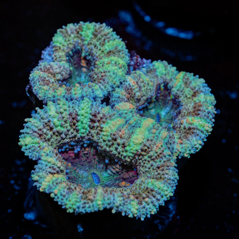 Acan Coral with fleshy polyps in reef aquarium
