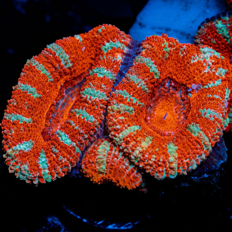 Acan Coral with fleshy polyps in reef aquarium