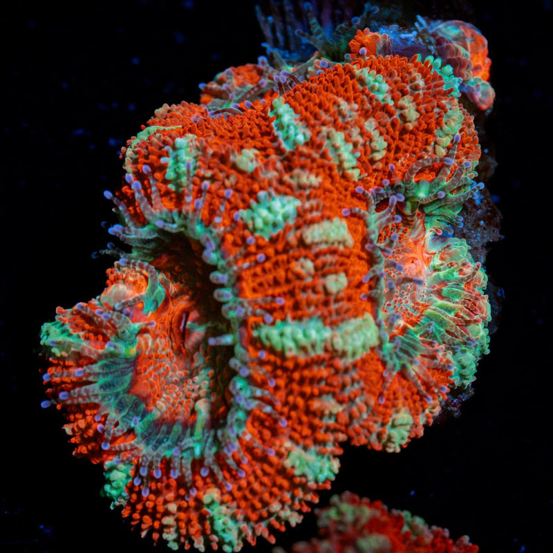 Acan Coral with fleshy polyps in reef aquarium