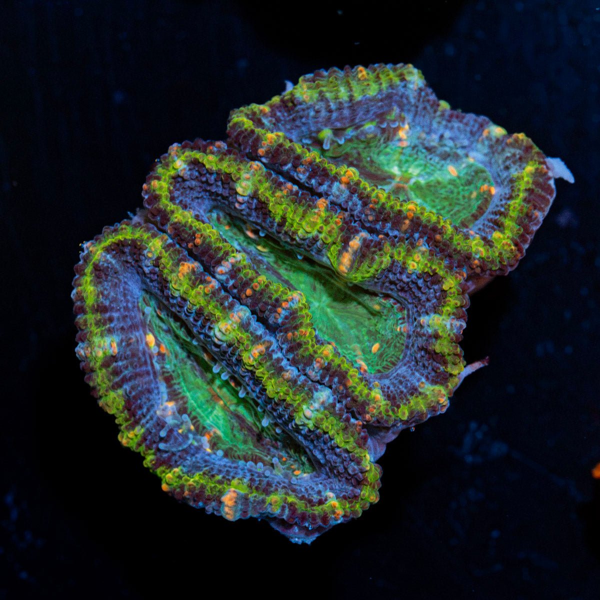 Acan Coral with fleshy polyps in reef aquarium