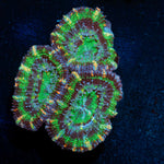 Acan Coral with fleshy polyps in reef aquarium