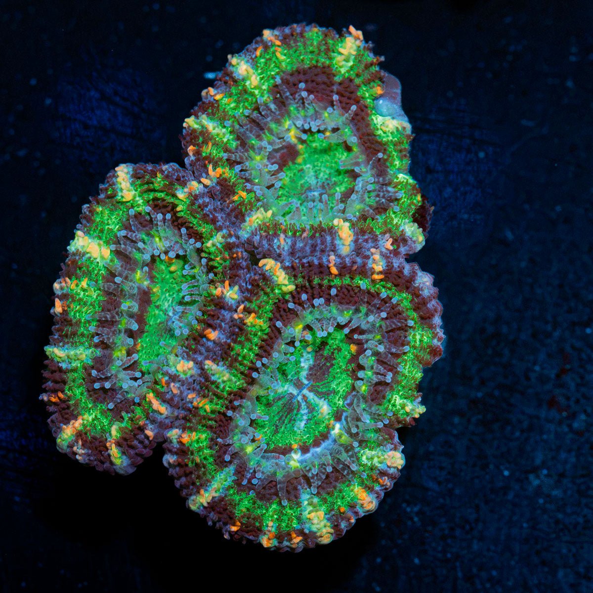Acan Coral with fleshy polyps in reef aquarium