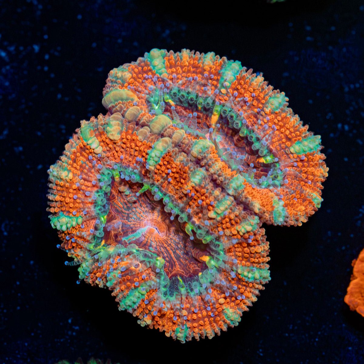 Acan Coral with fleshy polyps in reef aquarium