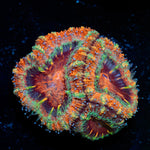 Acan Coral with fleshy polyps in reef aquarium