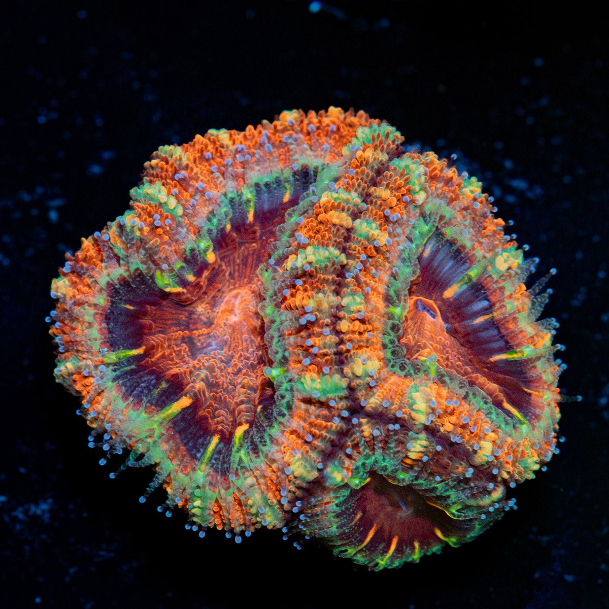 Acan Coral with fleshy polyps in reef aquarium