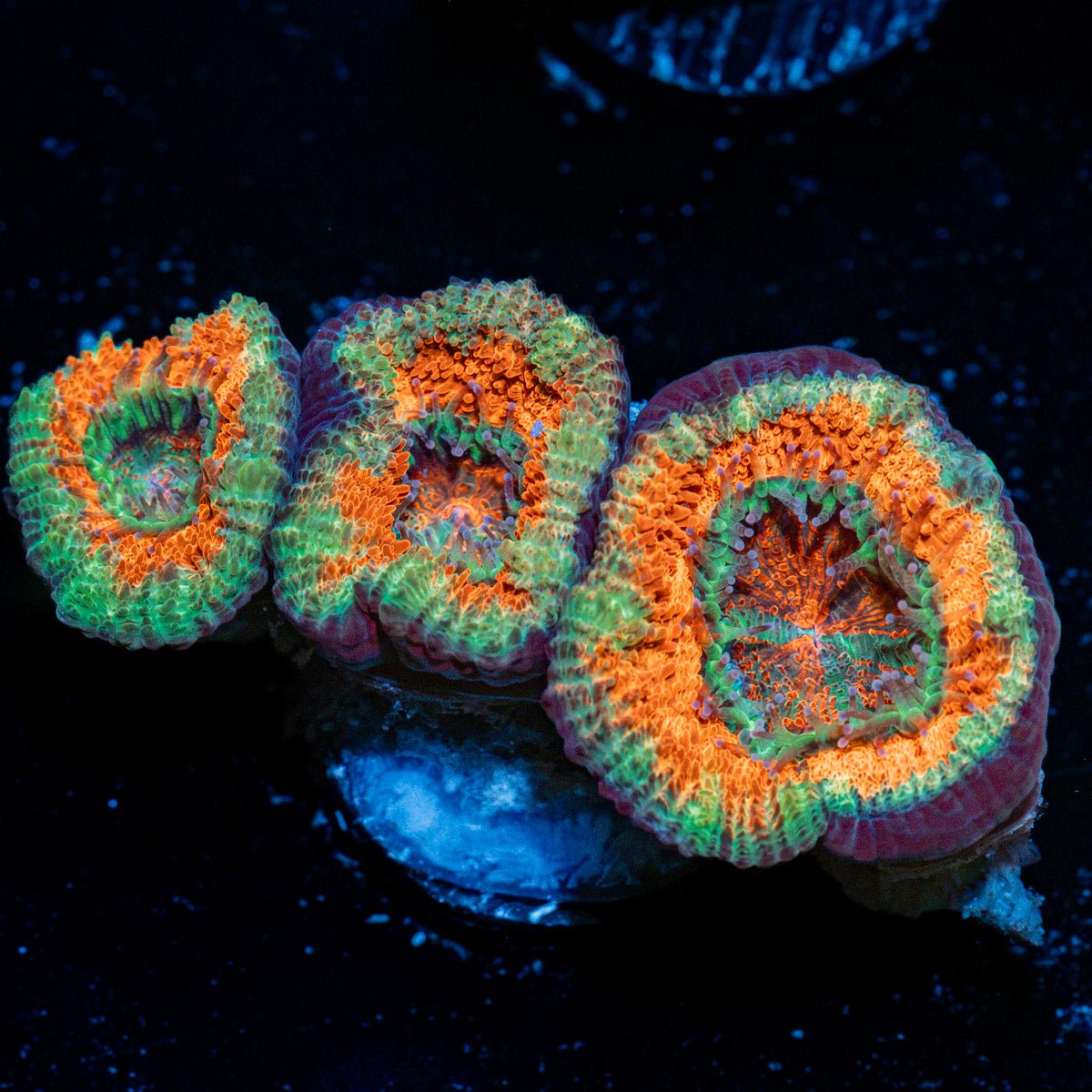 Acan Coral with fleshy polyps in reef aquarium