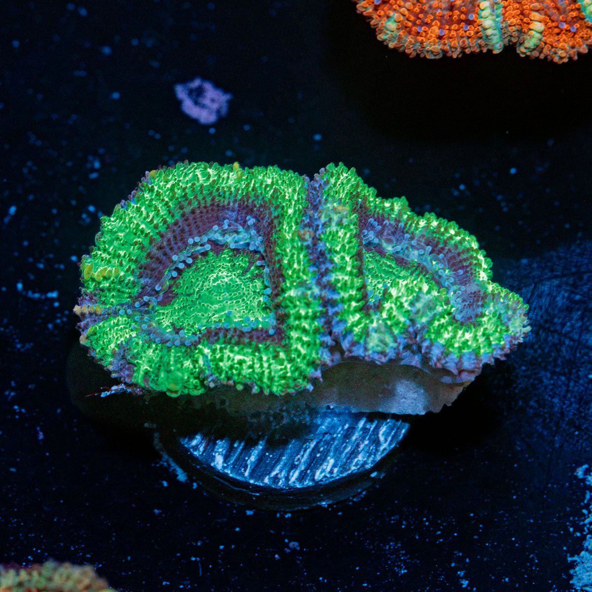 Acan Coral with fleshy polyps in reef aquarium