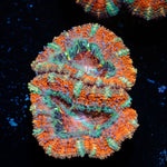 Acan Coral with fleshy polyps in reef aquarium