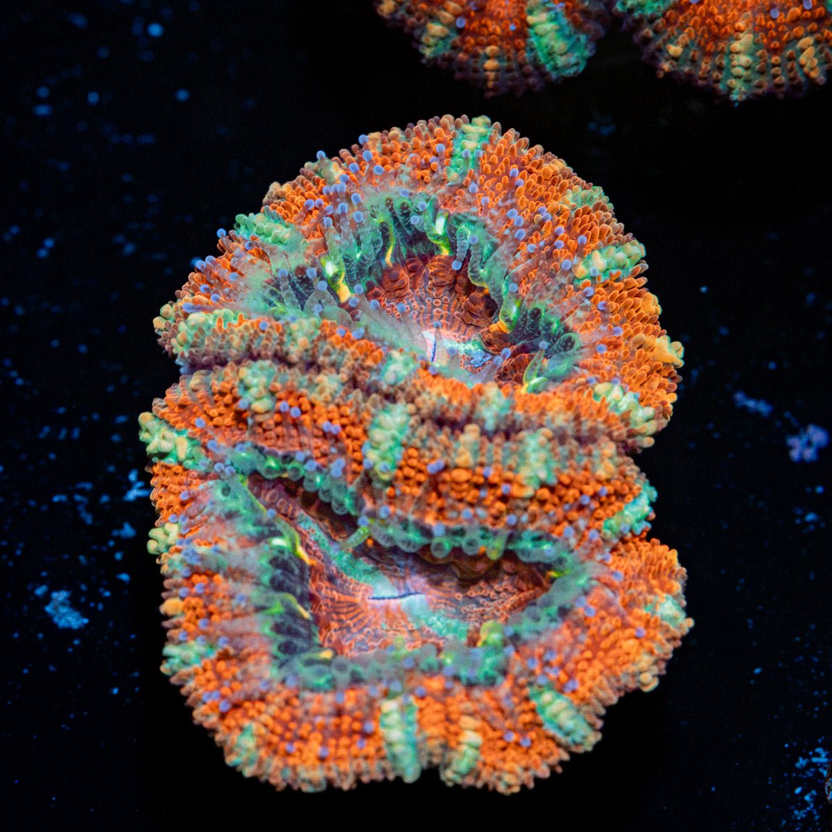 Acan Coral with fleshy polyps in reef aquarium