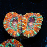 Acan Coral with fleshy polyps in reef aquarium
