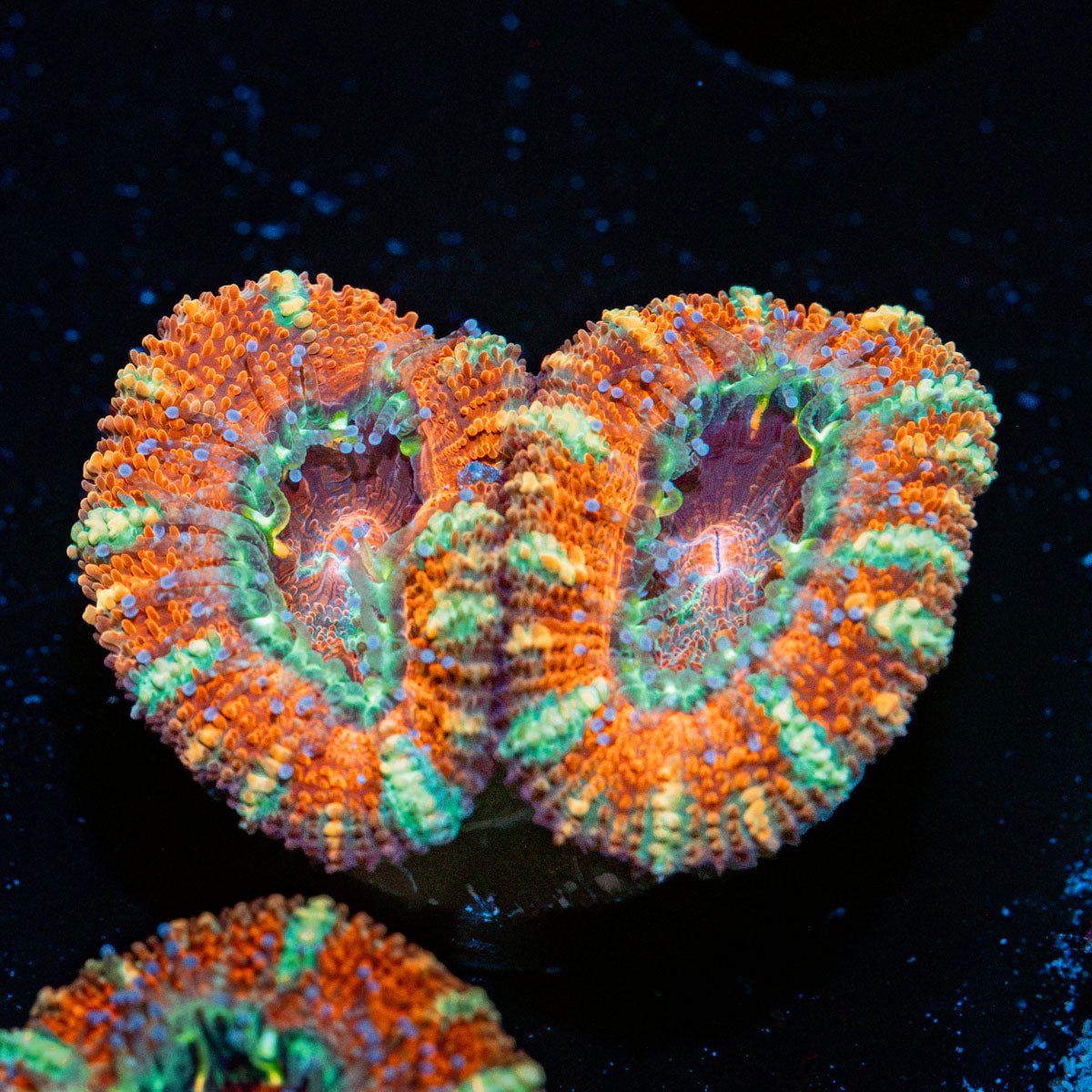Acan Coral with fleshy polyps in reef aquarium