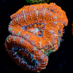 Acan coral with fleshy polyps in reef aquarium