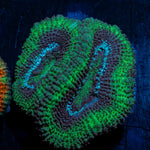 Acan Coral with fleshy polyps in reef aquarium