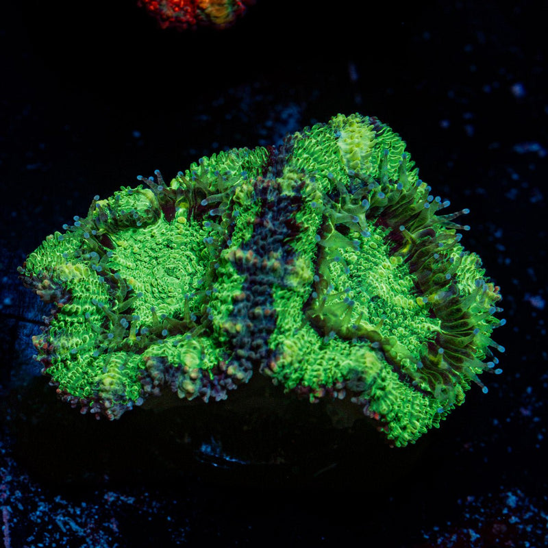 Acan Coral with fleshy polyps in reef aquarium