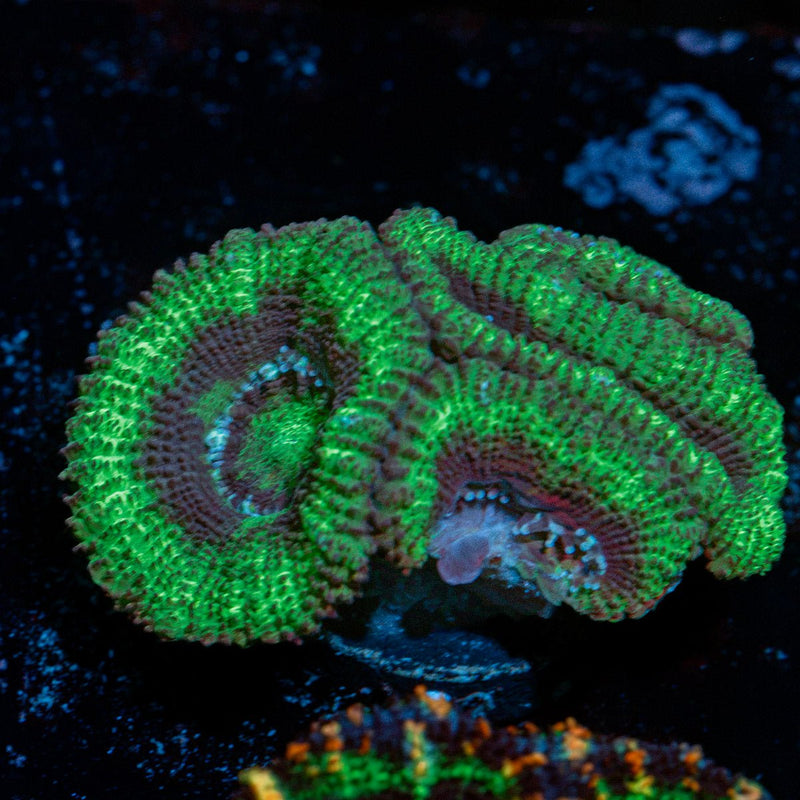 Acan Coral with fleshy polyps in reef aquarium