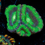 Acan Coral with fleshy polyps in reef aquarium