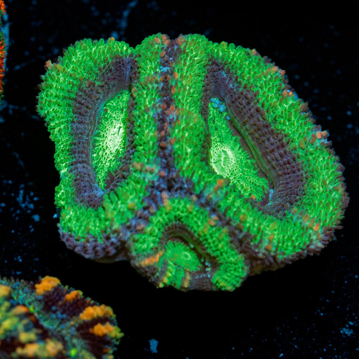 Acan Coral with fleshy polyps in reef aquarium