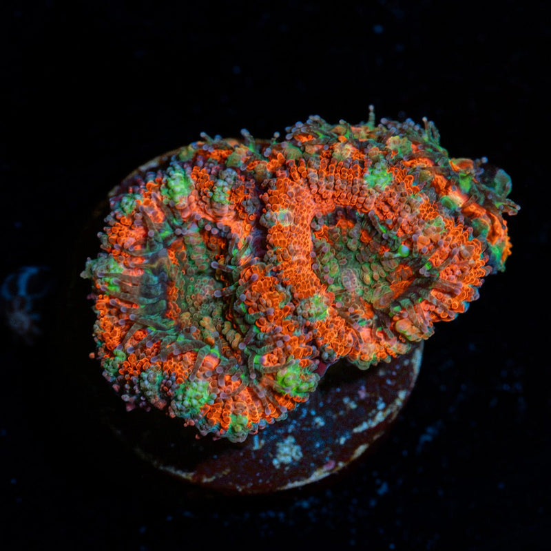 Acan Coral with fleshy polyps in reef aquarium