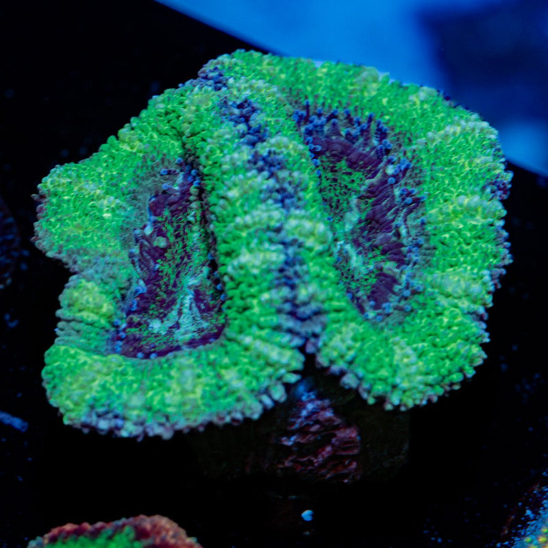 Acan Coral with fleshy polyps in reef aquarium