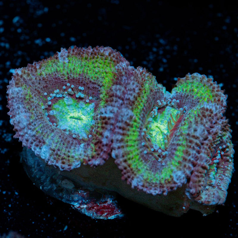 Acan Coral with fleshy polyps in reef aquarium