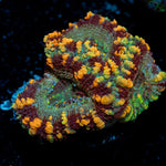 Acan Coral with fleshy polyps in reef aquarium