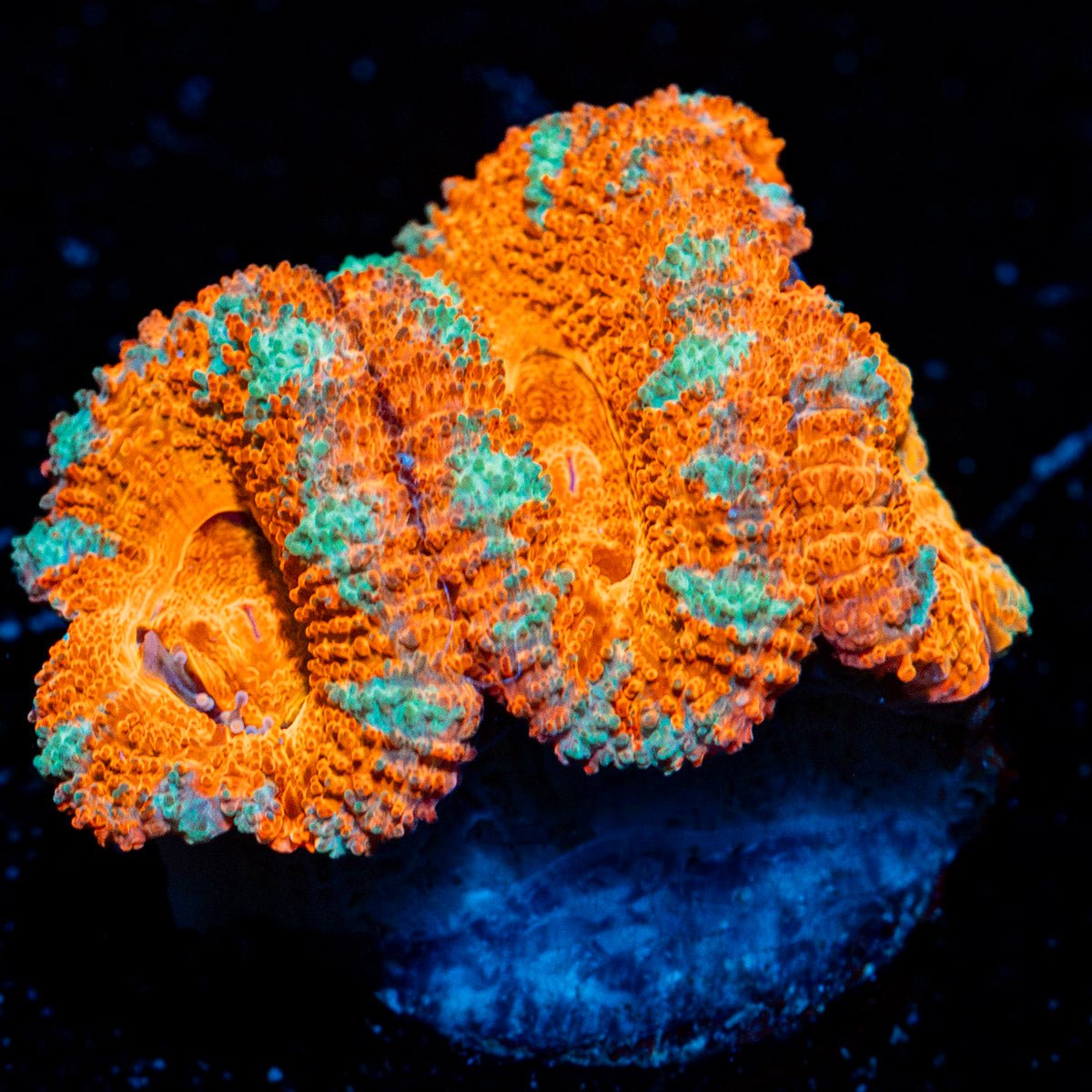 Acan Coral with fleshy polyps in reef aquarium