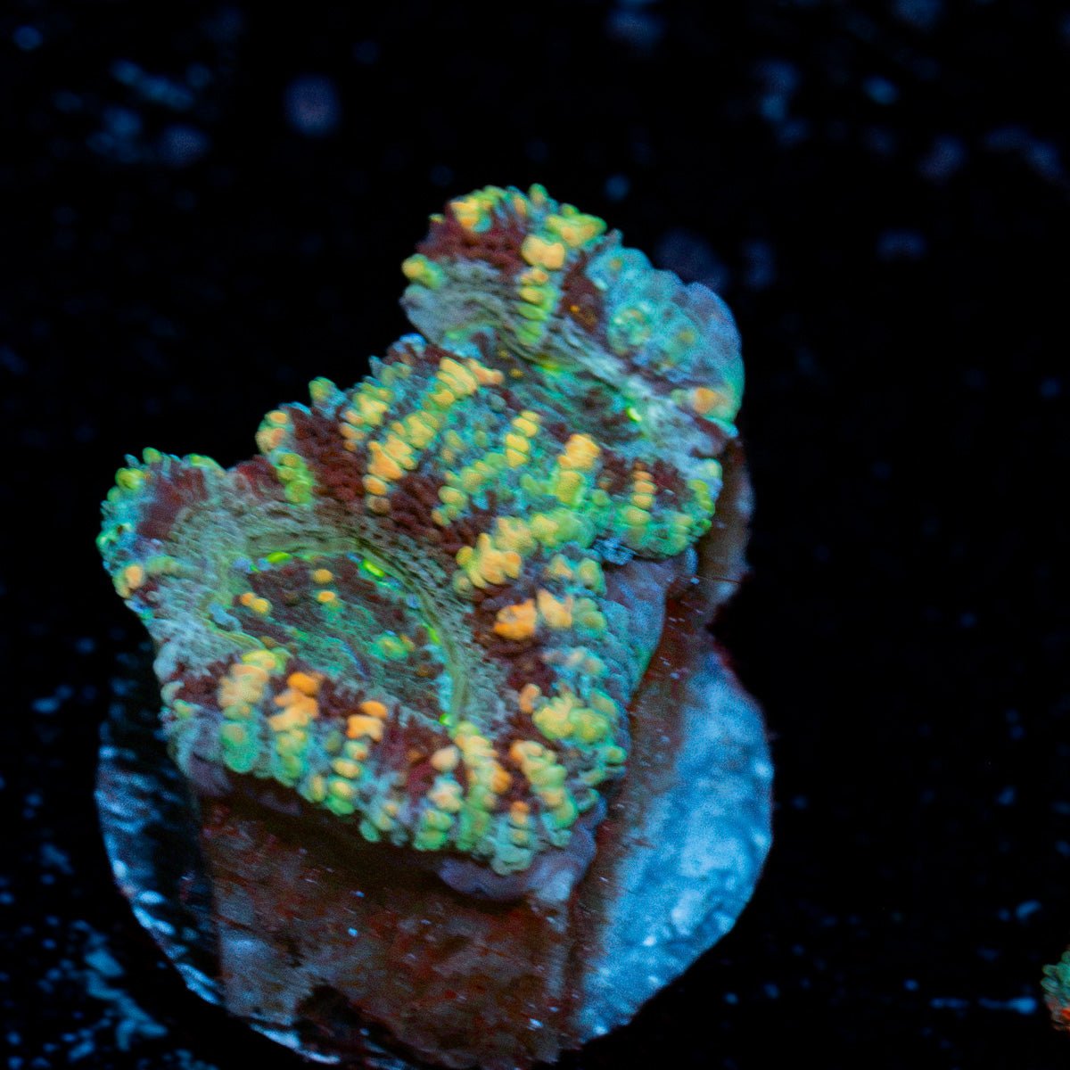 Acan Coral with fleshy polyps in reef aquarium