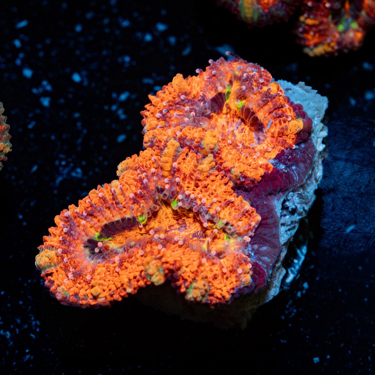 Acan Coral with fleshy polyps in reef aquarium