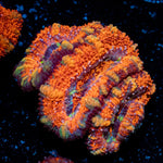 Acan Coral with fleshy polyps in reef aquarium