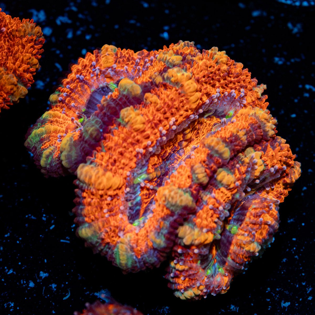 Acan Coral with fleshy polyps in reef aquarium