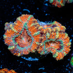 Acan Coral with fleshy polyps in reef aquarium