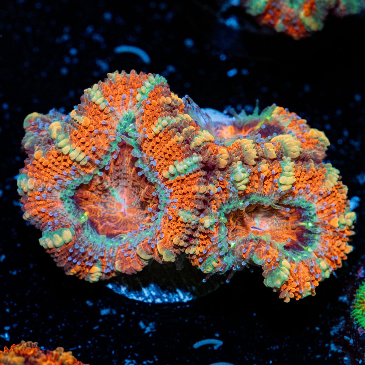 Acan Coral with fleshy polyps in reef aquarium