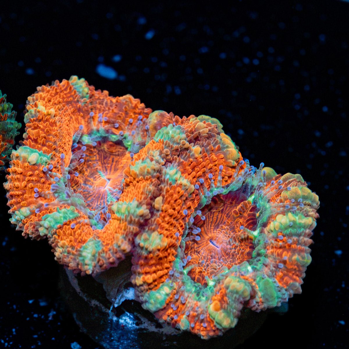 Acan Coral with fleshy polyps in reef aquarium