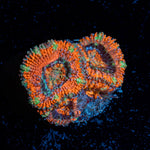 Acan Coral with fleshy polyps in reef aquarium