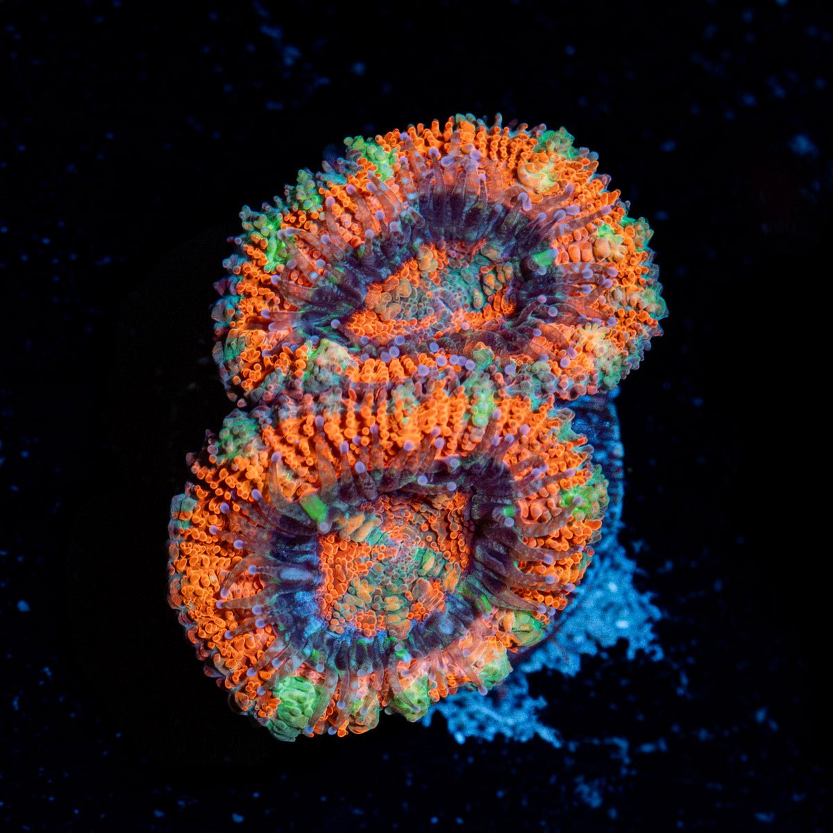 Acan Coral with fleshy polyps in reef aquarium