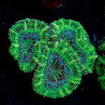 Acan Coral with fleshy polyps in reef aquarium