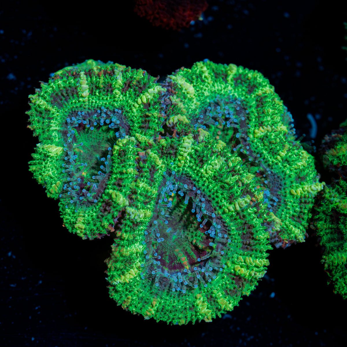 Acan Coral with fleshy polyps in reef aquarium