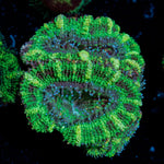 Acan Coral with fleshy polyps in reef aquarium environment