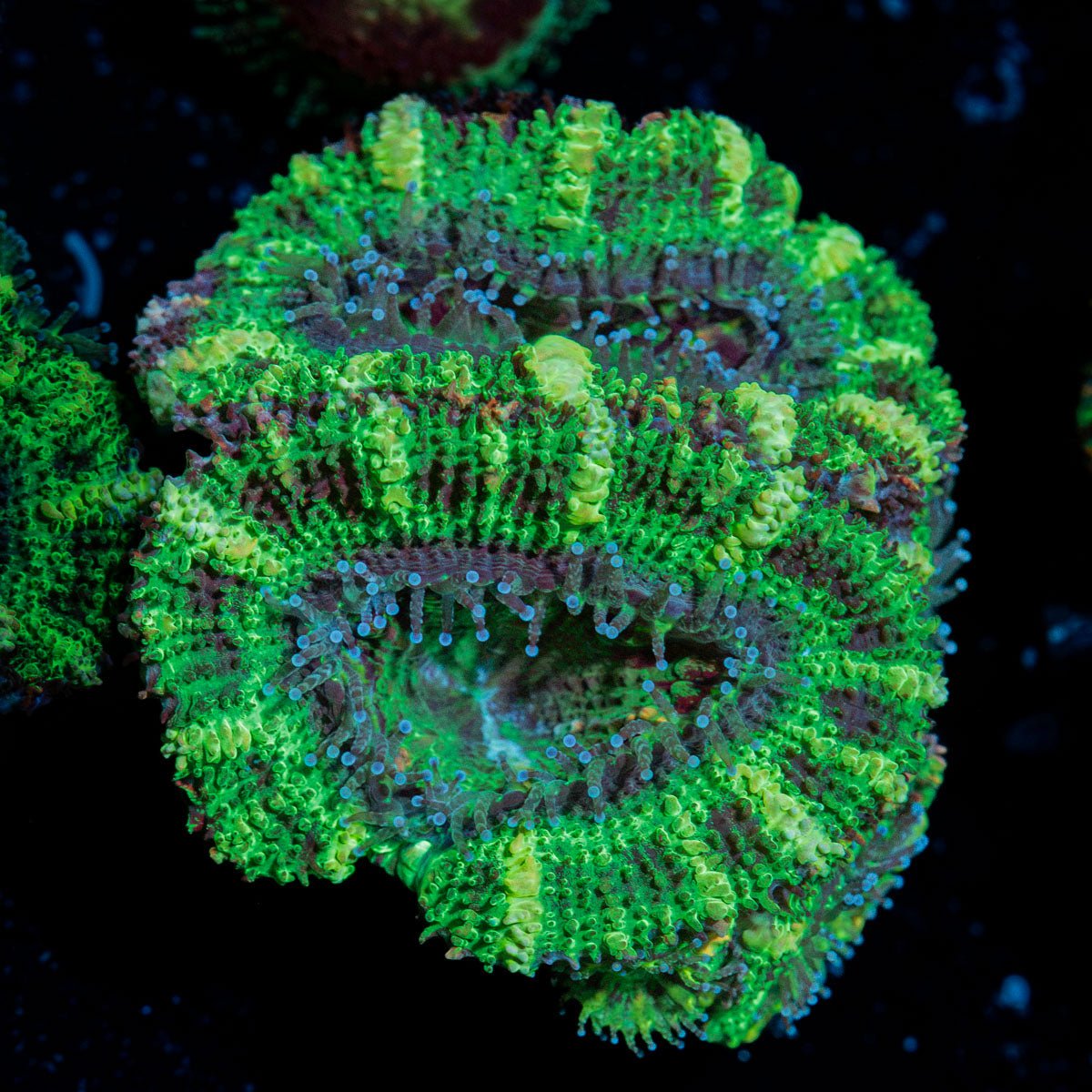 Acan Coral with fleshy polyps in reef aquarium environment