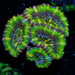 Acan Coral with fleshy polyps in reef aquarium