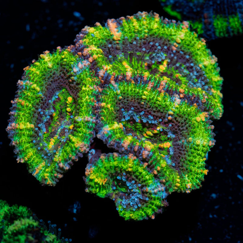 Acan Coral with fleshy polyps in reef aquarium